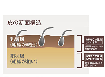 皮の断面構造